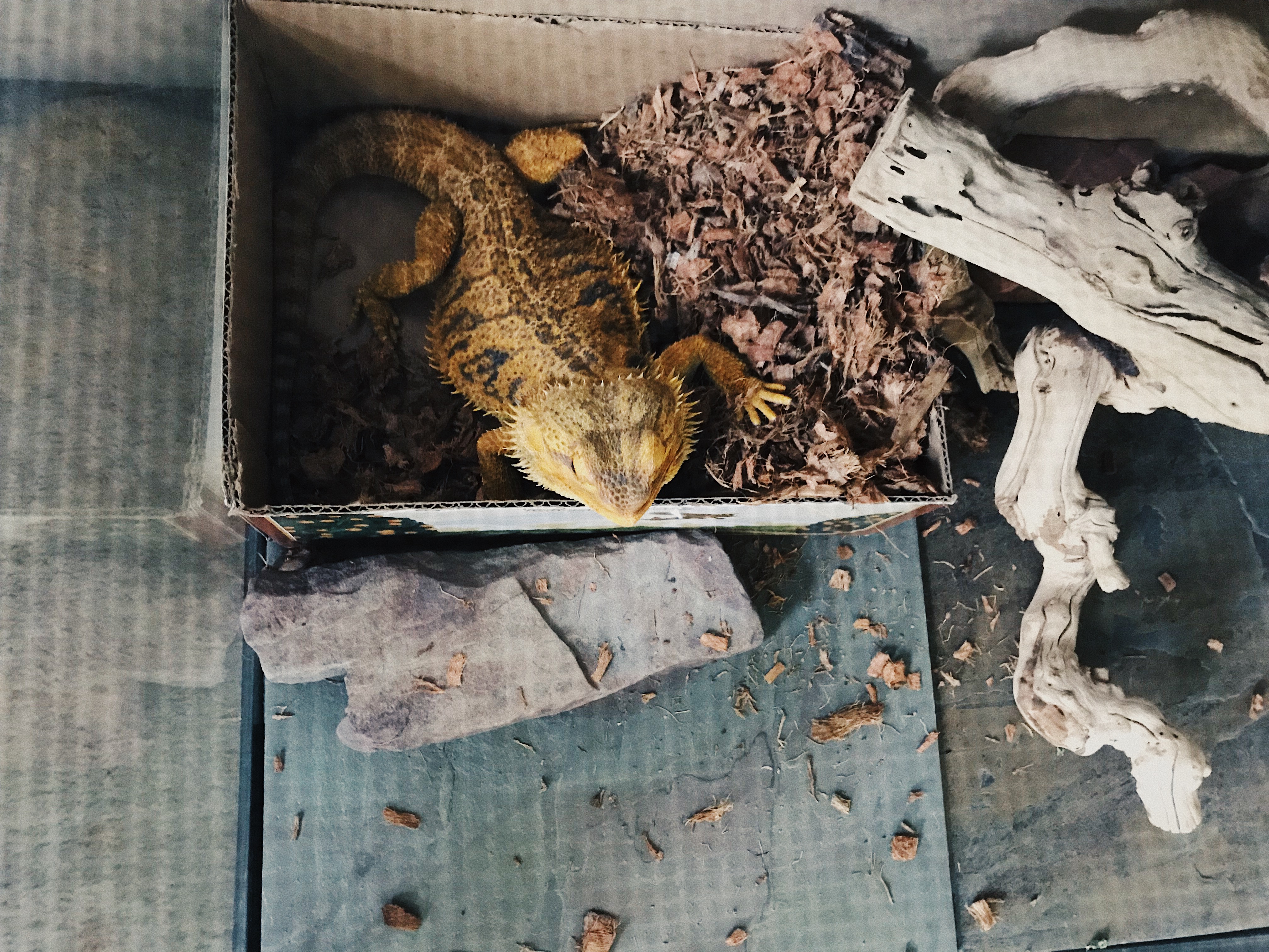 How I Made A Dig Box For My Bearded Dragon - The Non Human District