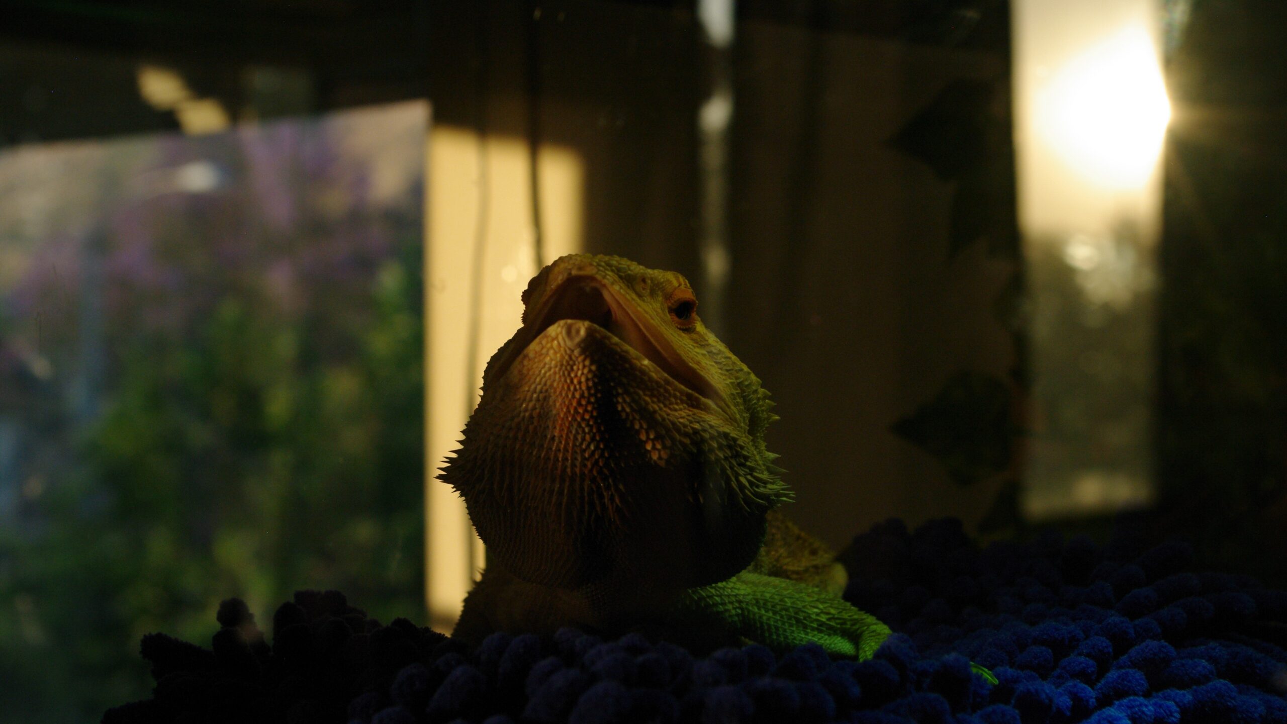 Grimm sitting in his enclosure with his mouth slightly open. enriching